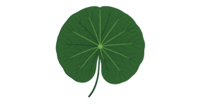 Makhana Leaf